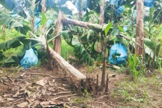 productores afectados por las lluvias