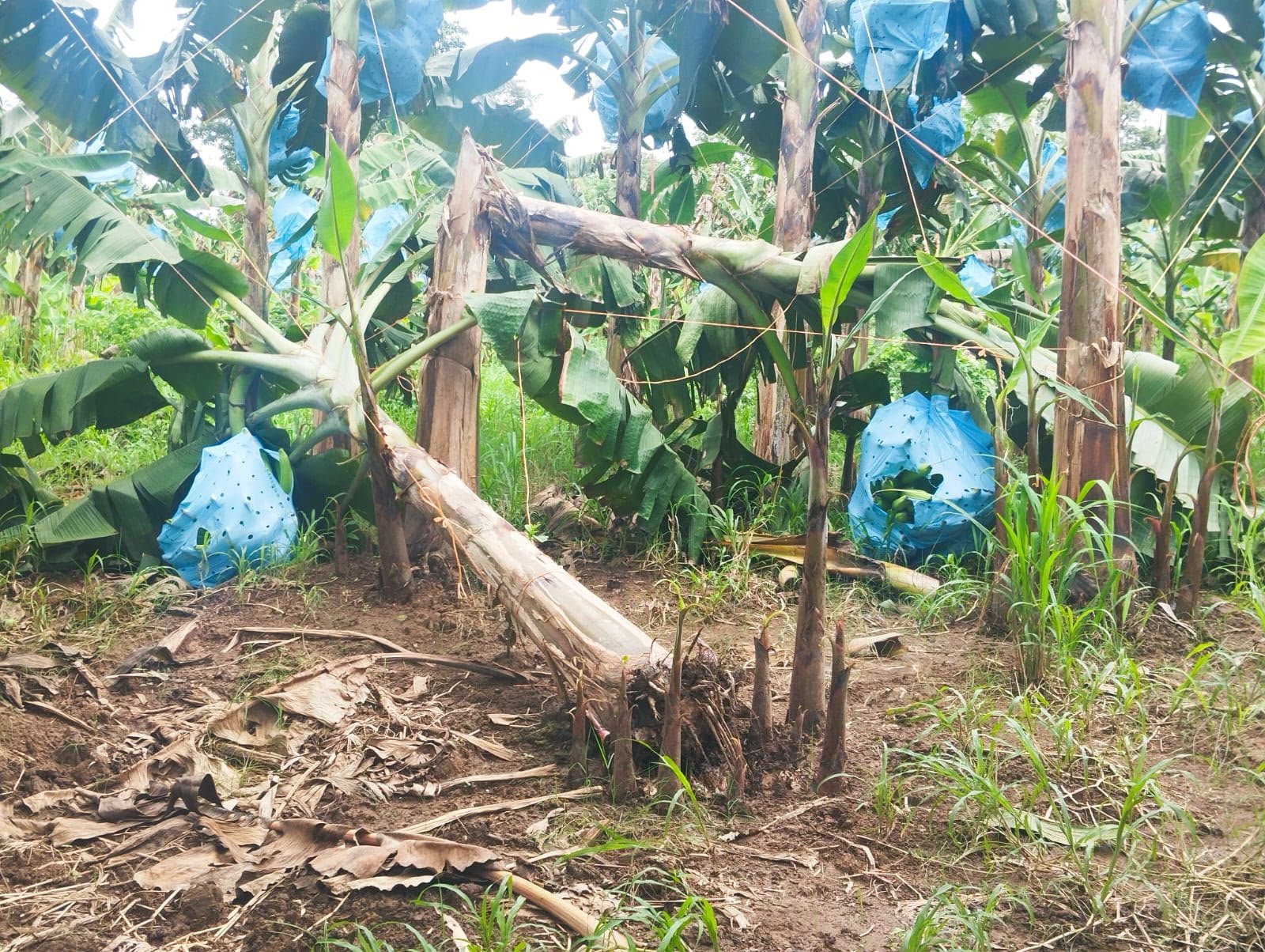 productores afectados por las lluvias
