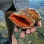 Entre las acciones recomendadas destacan un mayor control de la extracción, programas de conservación y estrategias que garanticen un aprovechamiento sostenible del recurso por parte de las comunidades pesqueras.