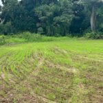 seguro agrícola para arroz
