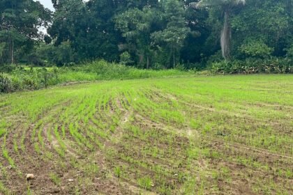 seguro agrícola para arroz