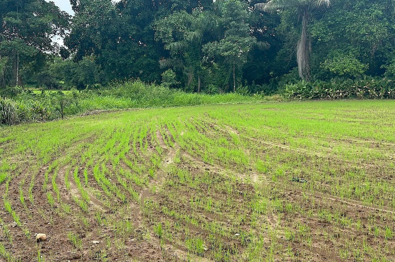 seguro agrícola para arroz