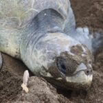 conservación tortugas marinas Panamá