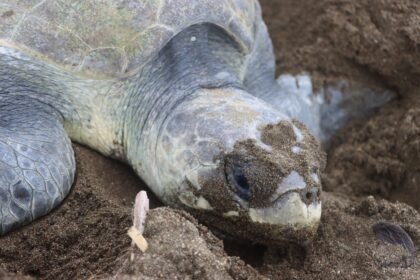 conservación tortugas marinas Panamá