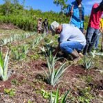 MIDA impulsa el desarrollo rural en Cañazas con cultivos de piña. Técnicos capacitaron a productores y entregaron semillas en Barrial Blanco.