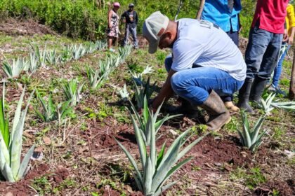 MIDA impulsa el desarrollo rural en Cañazas con cultivos de piña. Técnicos capacitaron a productores y entregaron semillas en Barrial Blanco.