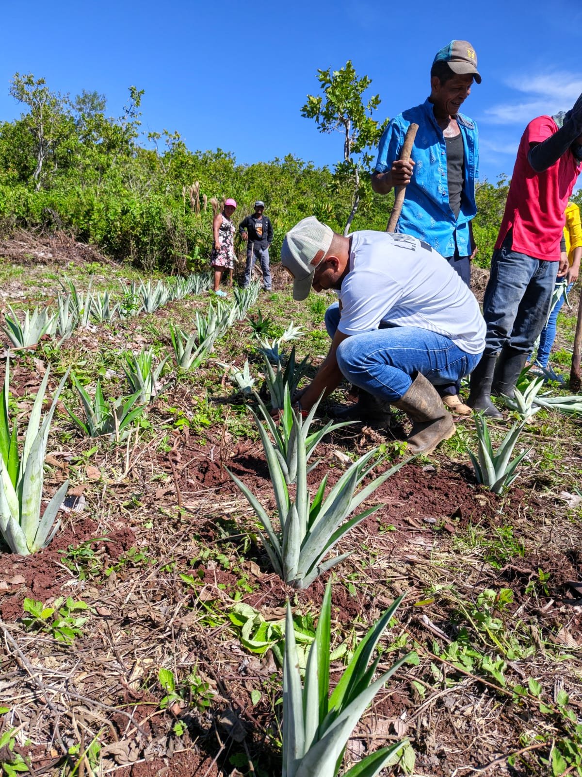 MIDA impulsa el desarrollo rural en Cañazas con cultivos de piña. Técnicos capacitaron a productores y entregaron semillas en Barrial Blanco.