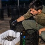 anidación de tortugas marinas en Panamá