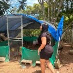 Gallinas ponedoras impulsan la economía familiar rural