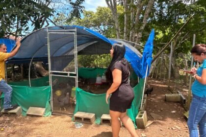 Gallinas ponedoras impulsan la economía familiar rural