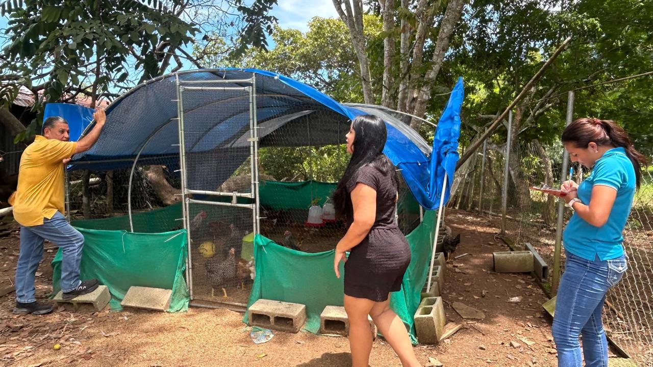 Gallinas ponedoras impulsan la economía familiar rural