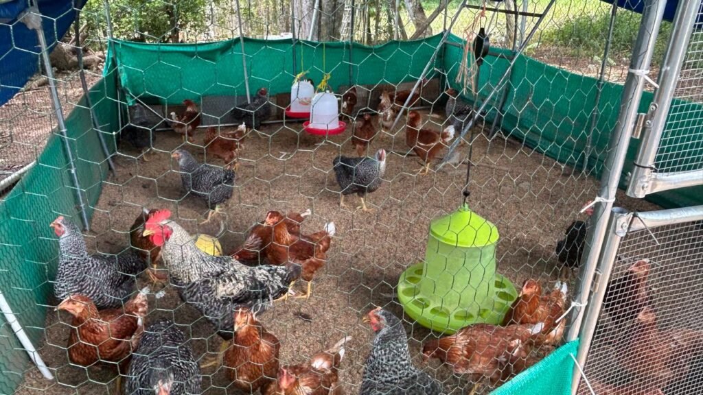 Una productora de Los Santos inicia con 30 gallinas ponedoras un proyecto que puede generar alimentos e ingresos para su familia.