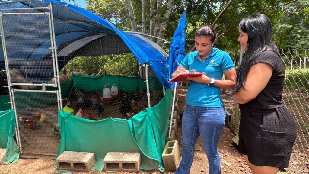 Una productora de Los Santos inicia con 30 gallinas ponedoras un proyecto que puede generar alimentos e ingresos para su familia.