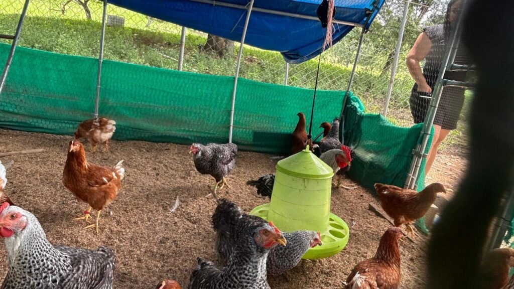 Una productora de Los Santos inicia con 30 gallinas ponedoras un proyecto que puede generar alimentos e ingresos para su familia.