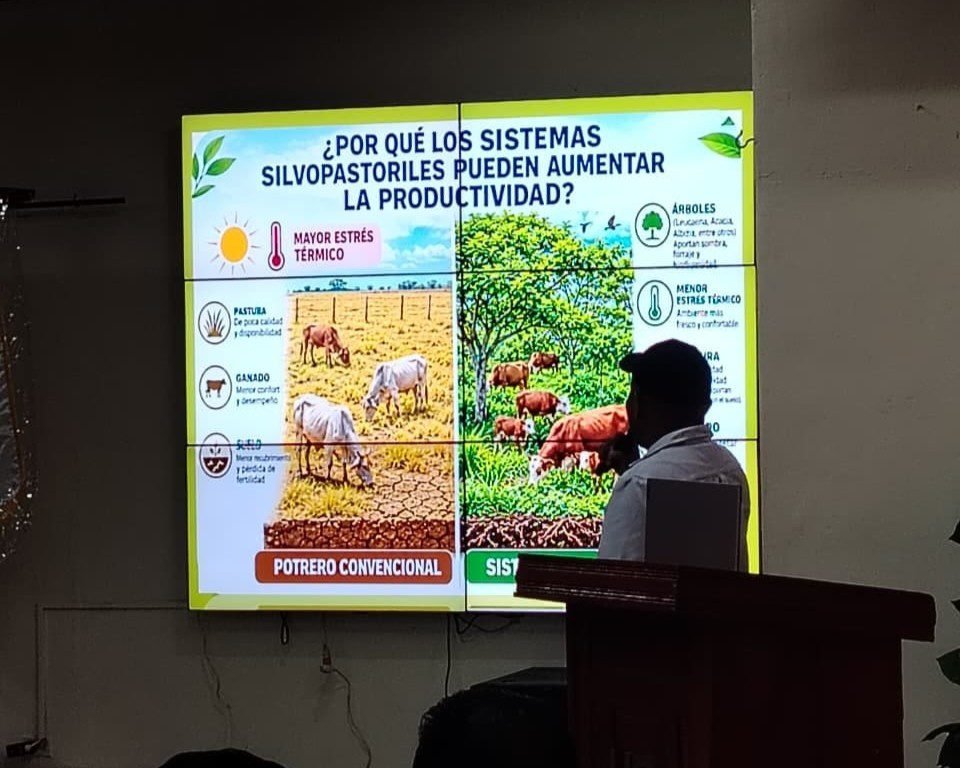 Ganadería sostenible en Bocas del Toro