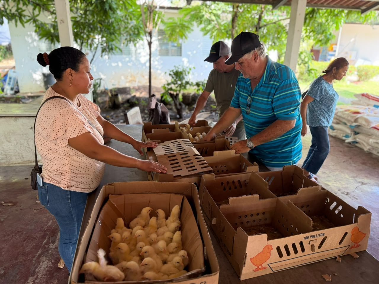 El convenio MIDA-Meduca–Caja de Ahorros promueve la seguridad alimentaria y el aprendizaje práctico mediante huertos y granjas avícolas escolares, acercando a los estudiantes a la producción y al consumo de alimentos saludables.