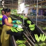 exportaciones panameñas 2026