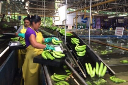 exportaciones panameñas 2026