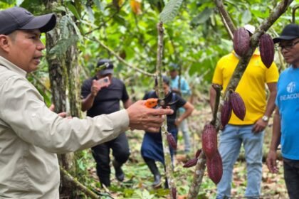 productores de cacao en Kusapín