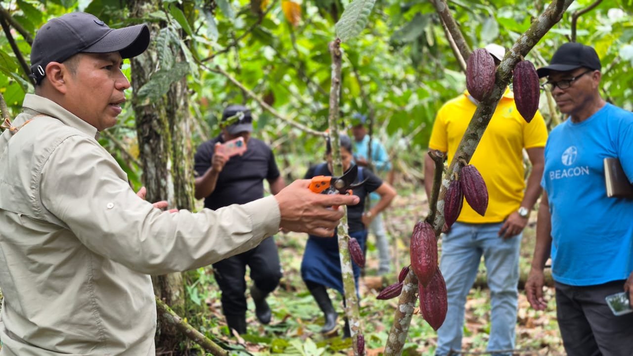 productores de cacao en Kusapín