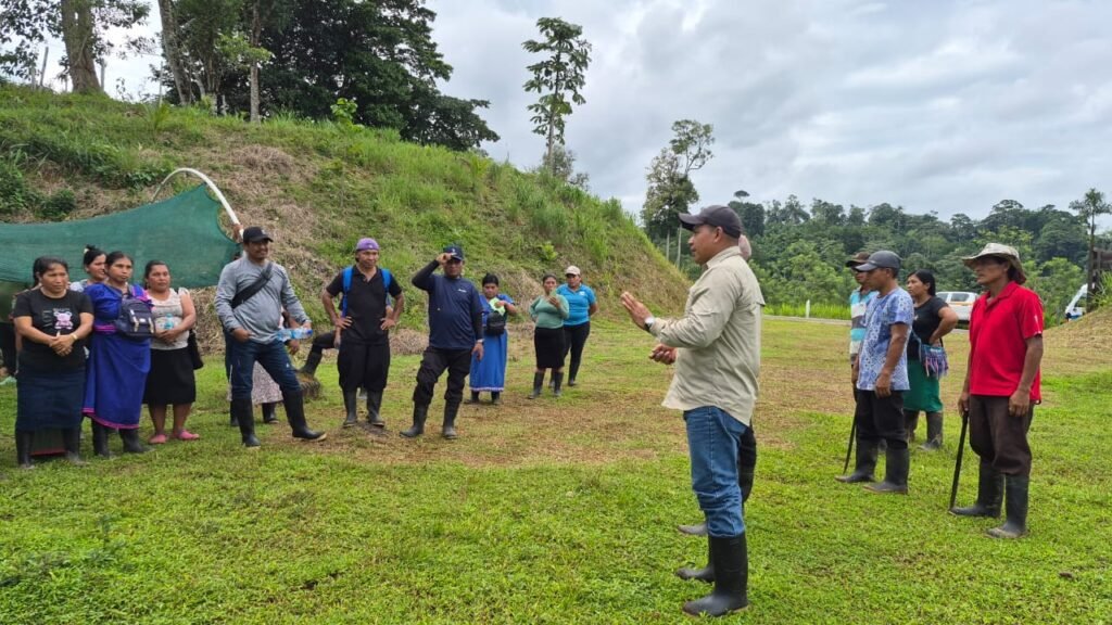 cacao en Panamá, Kusapín, productores de cacao, Ngäbe-Buglé, producción agropecuaria