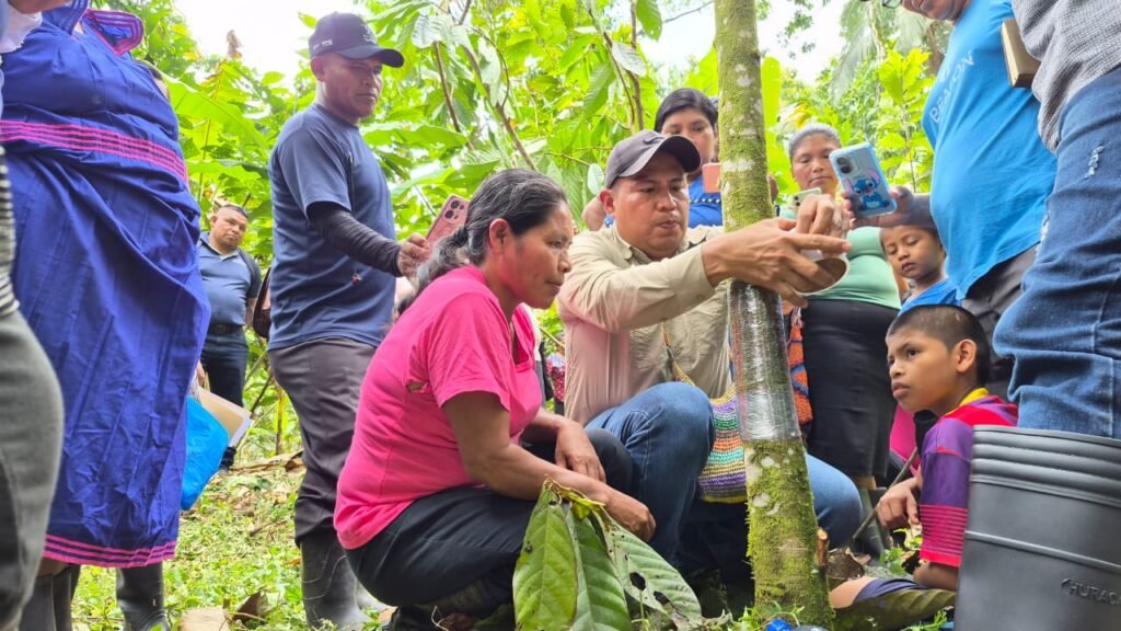 cacao en Panamá, Kusapín, productores de cacao, Ngäbe-Buglé, producción agropecuaria