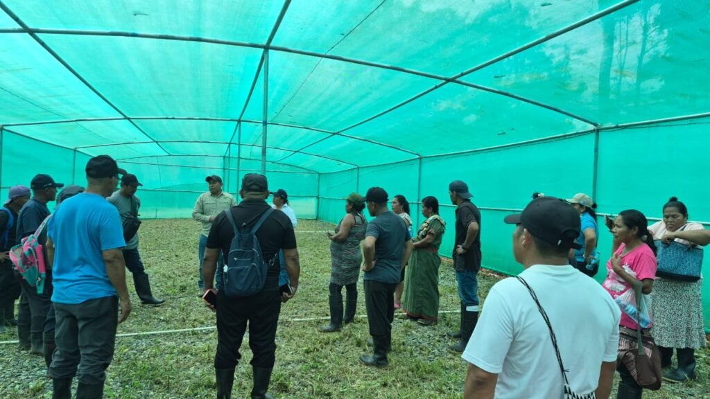 cacao en Panamá, Kusapín, productores de cacao, Ngäbe-Buglé, producción agropecuaria