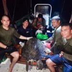 tortugas verdes en Coiba
