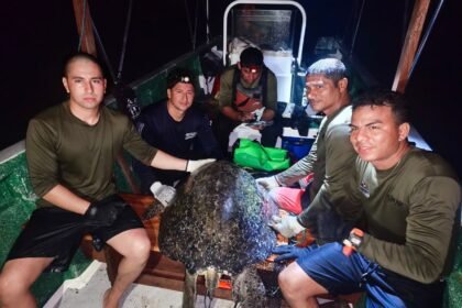 tortugas verdes en Coiba