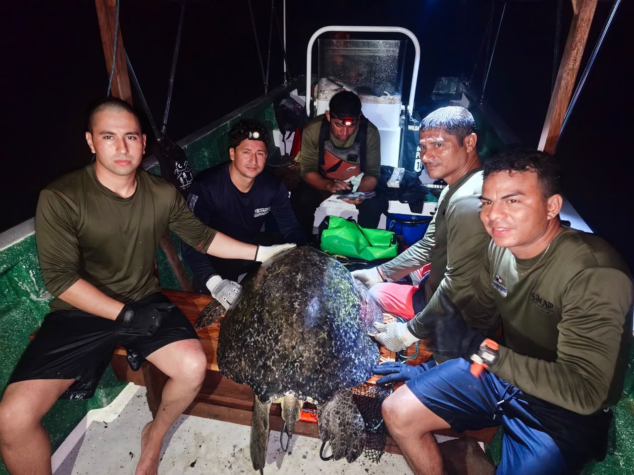 tortugas verdes en Coiba