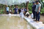 producción de pescado en Cañazas