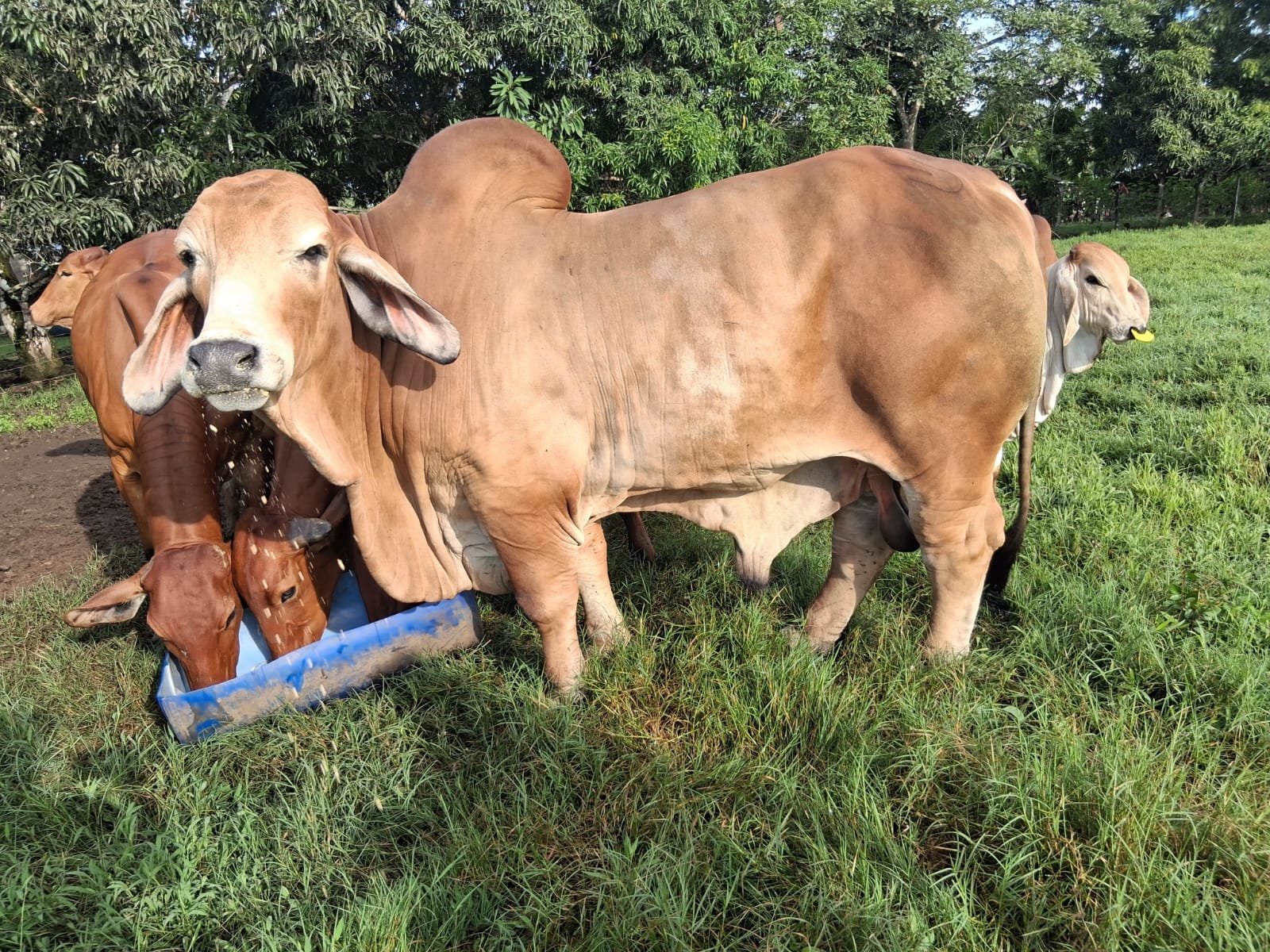 seguro ganadero en Panamá