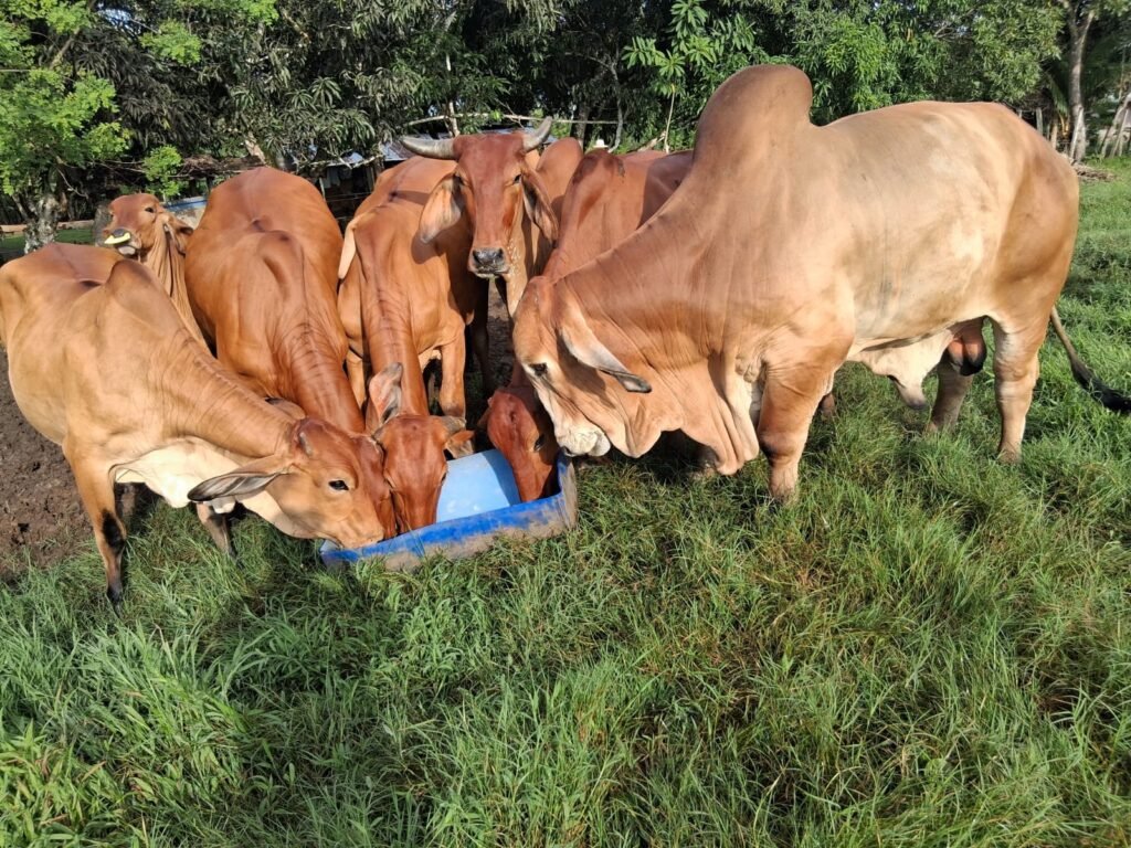 ISA asegura semental de alta genética en Chepo. Un productor de Tortí, Chepo, aseguró un semental de alta genética con el ISA para proteger su inversión en la actividad ganadera.